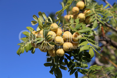 The fruits of the Sorbus domestica ripen on the branches of the tree