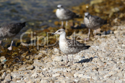 Grey sea gull stands on a rocky shore