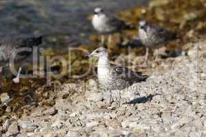 Grey sea gull stands on a rocky shore