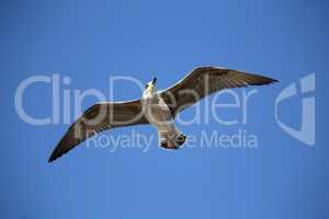 Seagull in low level flight against the blue sky