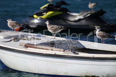 Sea seagull sits on a fishing boat
