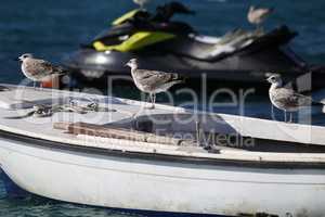 Sea seagull sits on a fishing boat
