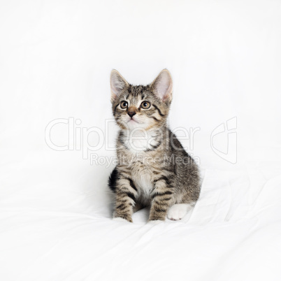 Tabby kitten cat