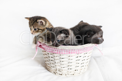 Kittens in a wicker basket