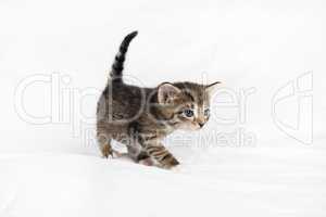 Tabby kitten walks