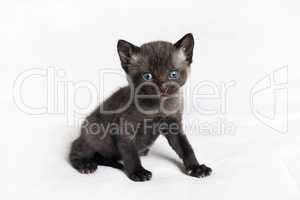 Wild black kitten