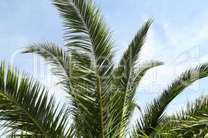 Beautiful palm leaves on a blue sky background