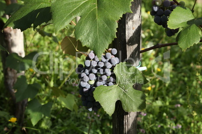 Close-up of bunches of ripe red wine grapes on vine