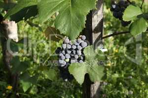 Close-up of bunches of ripe red wine grapes on vine