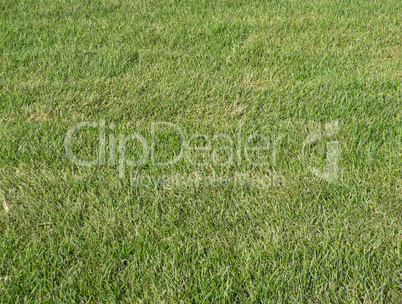 green grass for background