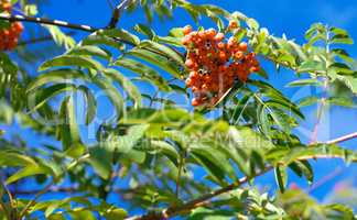 ashberry at dry sunny summer day