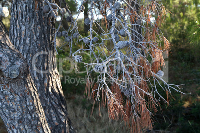 Old cones and green needles on a Mediterranean pine tree