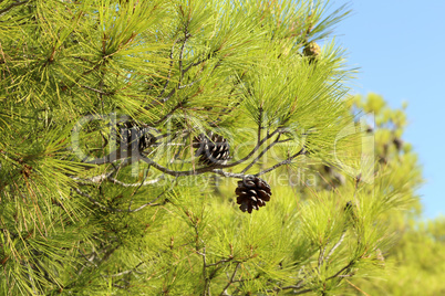 Old cones and green needles on a Mediterranean pine tree
