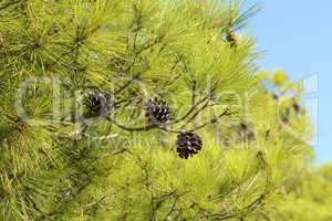 Old cones and green needles on a Mediterranean pine tree