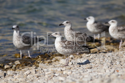A gray seagull stands on a rocky shore