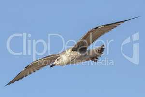 Seagull in low level flight against the blue sky