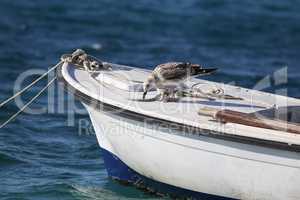 Gray seagull stands on a fishing boat