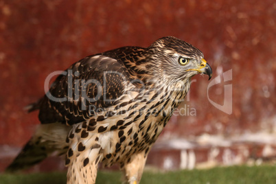 Close-up portrait of a beautiful and healthy falcon