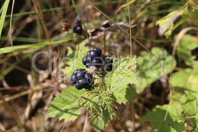 Black berries ripen on bushes in the forest