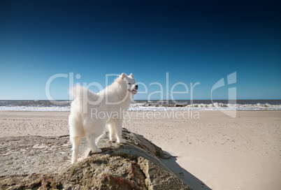 samoyed dog