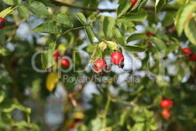 Red rose hips in the forest on the bush