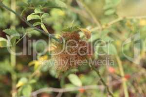 Gall rose growths caused by hymenoptera Rose hips