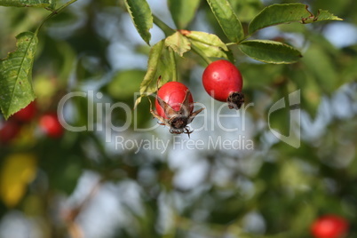 Red rose hips in the forest on the bush