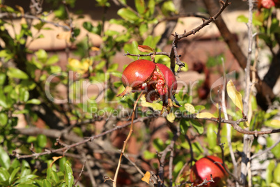 The red pomegranate on the tree is overripe