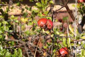 The red pomegranate on the tree is overripe