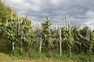 Vineyards in the countryside in Croatia in summer