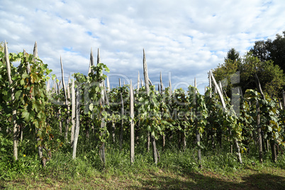 Vineyards in the countryside in Croatia in summer