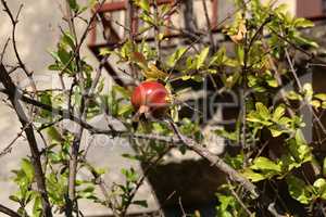 The red pomegranate on the tree is overripe
