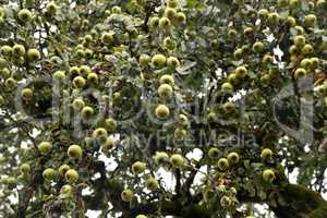 Green wild pear fruit high on the tree