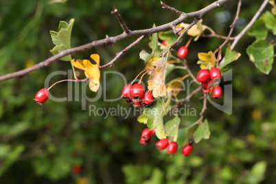 Red berries ripen on bushes in the forest