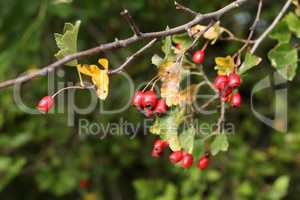 Red berries ripen on bushes in the forest