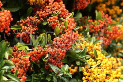 Pyracantha branches with bright orange ripe berries.