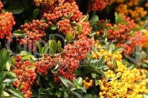 Pyracantha branches with bright orange ripe berries.