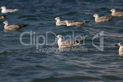 Grey sea gulls sway on the waves