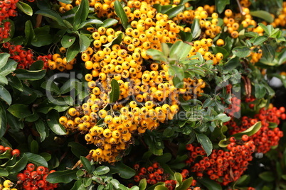 Pyracantha branches with bright orange ripe berries.