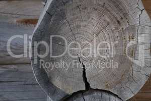 Annual rings and cracks on a tree cut