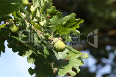 Oak branch with green leaves and acorns