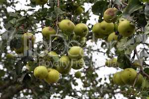 Green wild pear fruit high on the tree