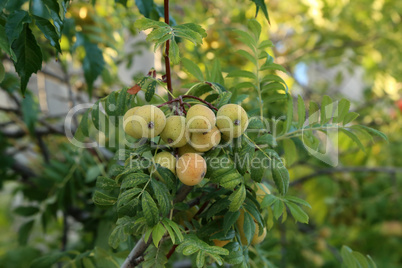 The fruits of the Sorbus domestica ripen of the tree