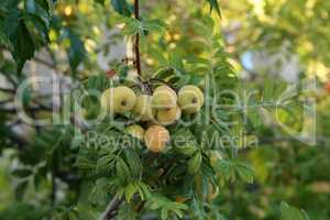 The fruits of the Sorbus domestica ripen of the tree