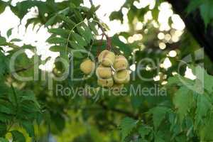 The fruits of the Sorbus domestica ripen of the tree