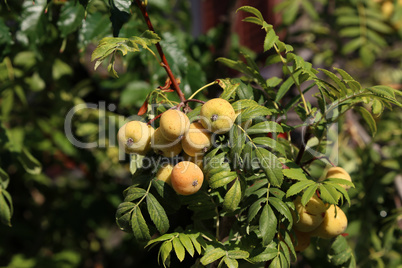 The fruits of the Sorbus domestica ripen of the tree