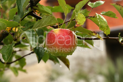 red apples ripen on tree branches in the garden