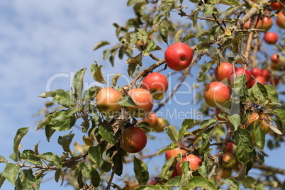 red apples ripen on tree branches in the garden