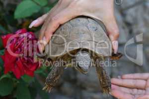 A girl holds a turtle in her hands