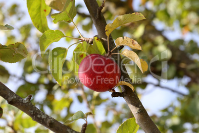 red apples ripen on tree branches in the garden